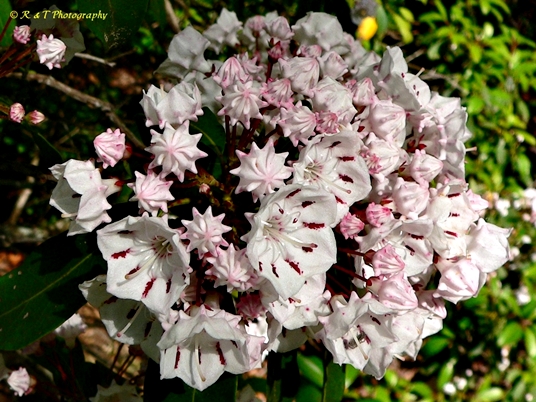 {Kalmia latifolia}